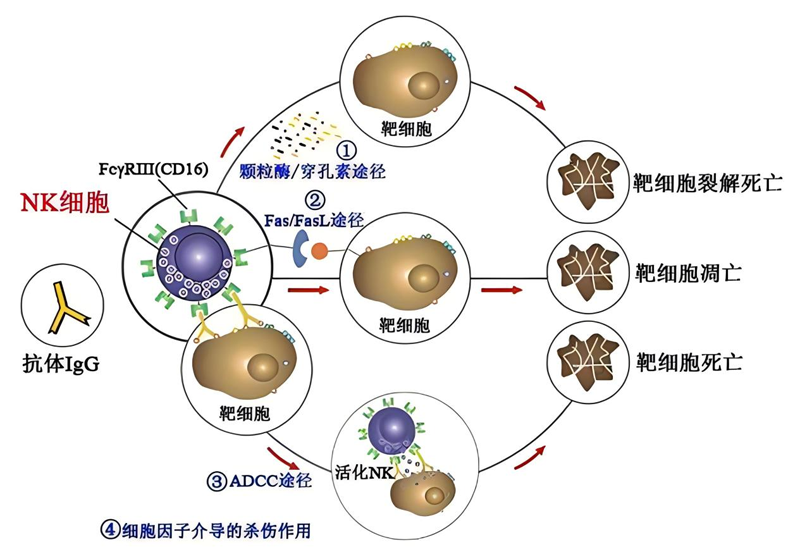 自然杀伤细胞（NK细胞）(图3)
