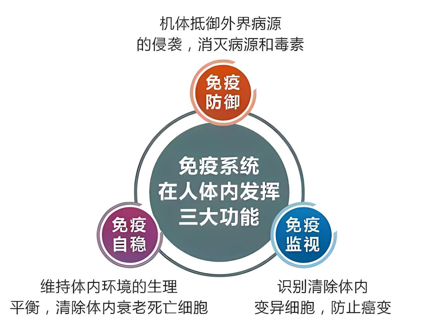 自然杀伤细胞（NK细胞）(图4)