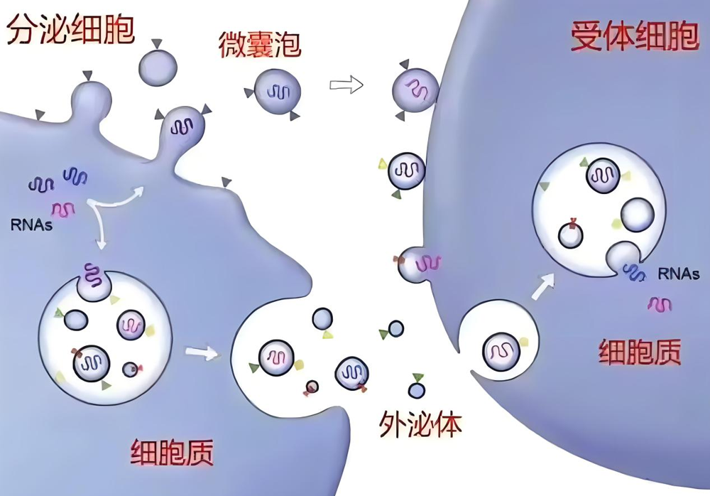 间充质干细胞外泌体（MSCs-Exo）(图1)