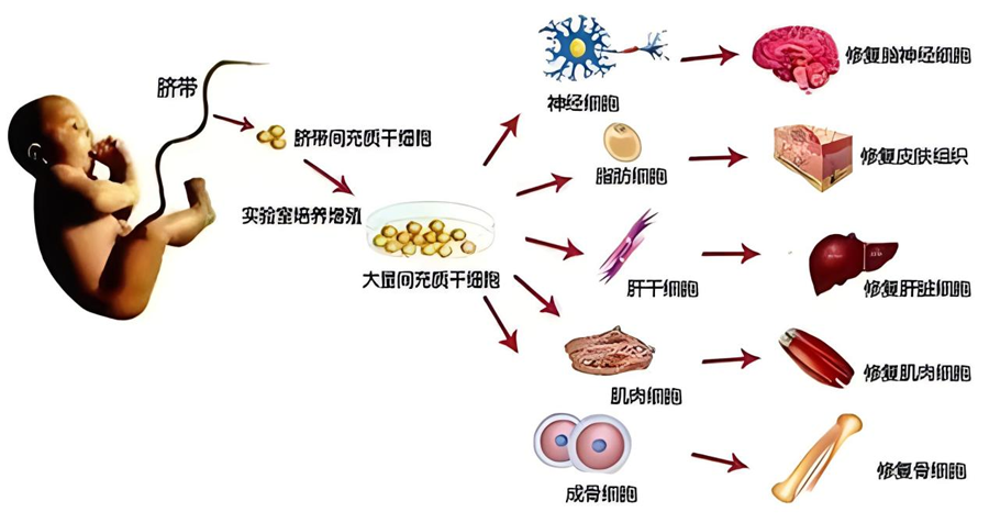 间充质干细胞（MSCs）(图2)