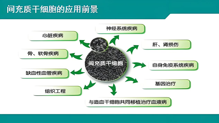 间充质干细胞（MSCs）(图3)